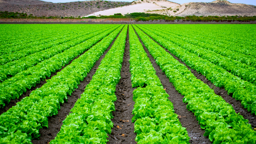 Expertos en Servicios Agrícolas